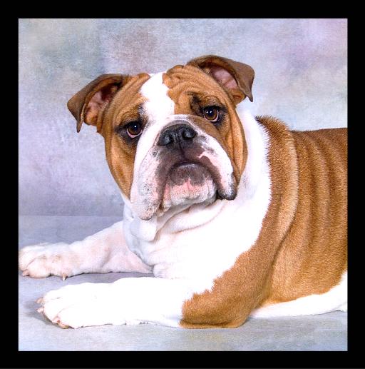 English Bulldog Puppies